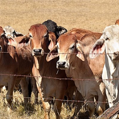 Brahman cattle grazing on an Australian property